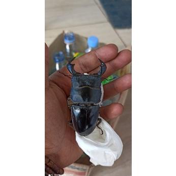 Limited Kumbang Dorcus Buche Hidup -+ 7/8 Cm