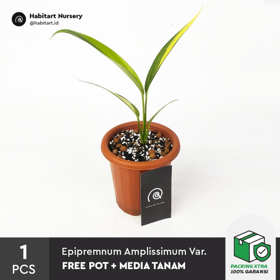 Epipremnum amplissimum variegata - Tanaman hias koleksi / Houseplant