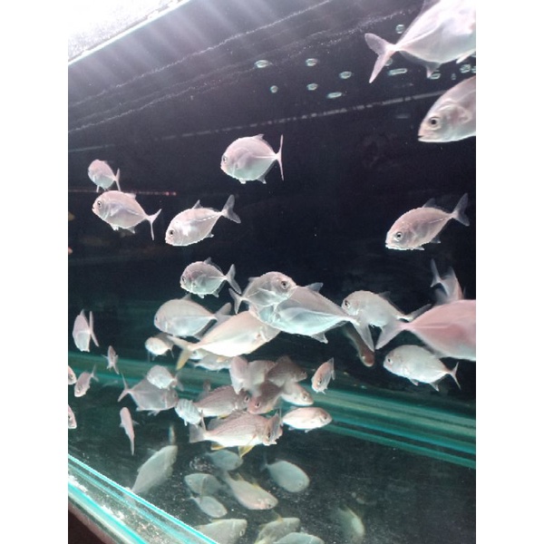 Ikan GT Air Tawar Tambah Garam Sedikit (Size 5cm-12cm)