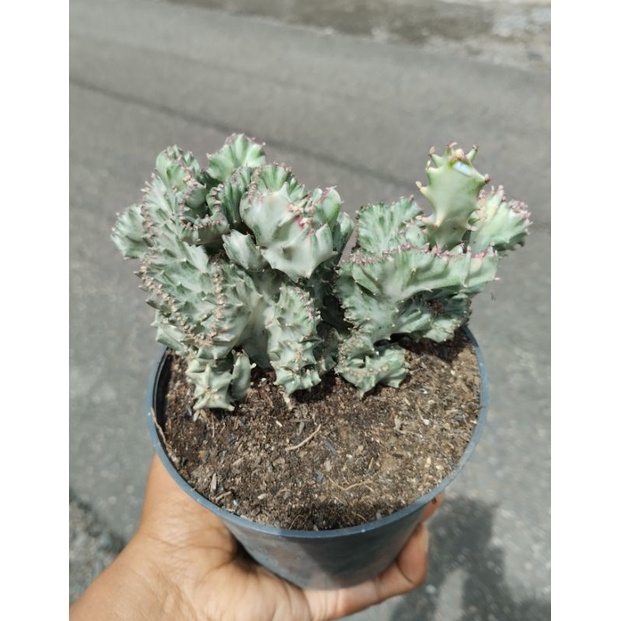 Euphorbia Lactea White Ghost / Kaktus Lactea Cristata Putih ukuran Sedang
