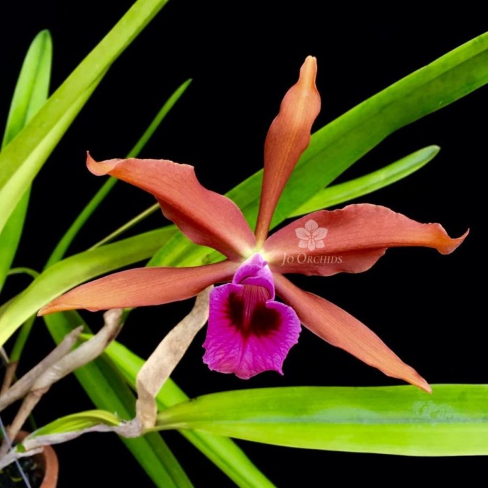 HOT SALE ANGGREK CATTLEYA SPECIES TAIWAN LAELIA TANEBROSA TERLARIS