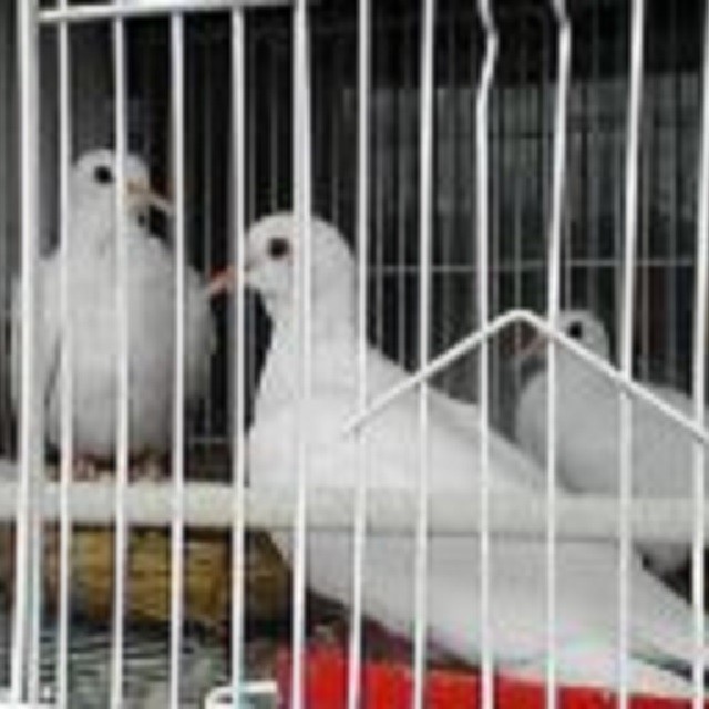 Terlaris Burung Sulap - Dove - Burung Puter Putih Albino Mata Merah