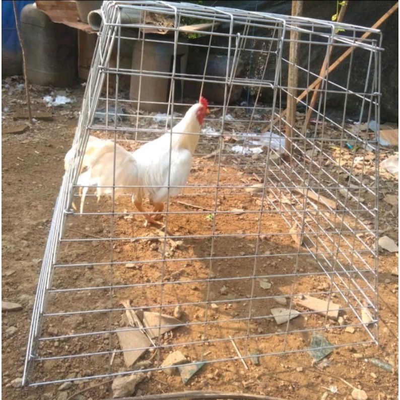 kandang ayam Galvanis piramid