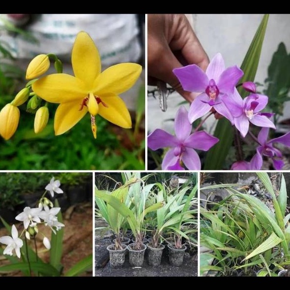 [KODE PRODUK LPVI09582] Anggrek ( anggrek tanah ) jenis sepesi