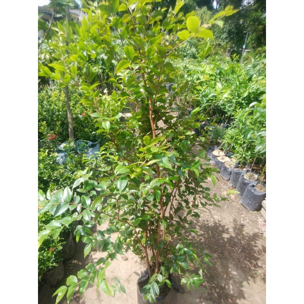 Anggur Brazil freco 200rb