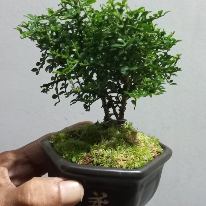 Bonsai Shito Kemuning Super Mikro + Pot Keramik