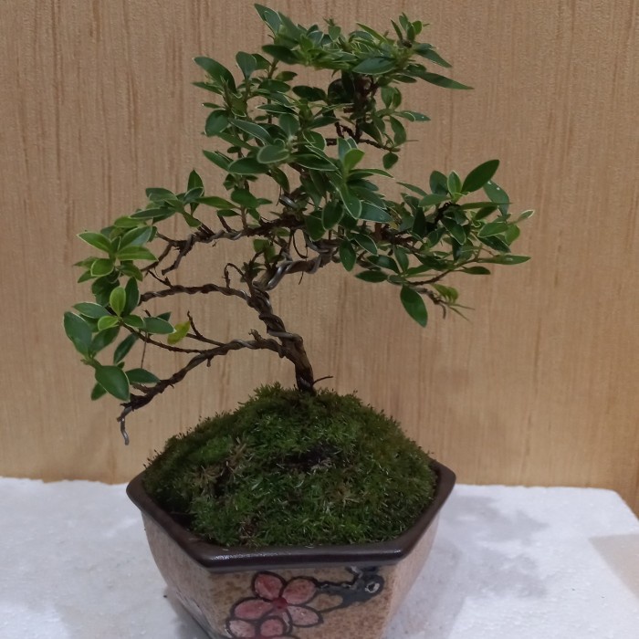 Bonsai Shito Hingkip + Pot Keramik