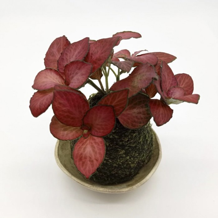 Terlaris Mossball - Fittonia Verschaffeltii Hypoestes Polka Dot Plant