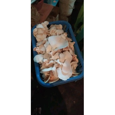 

jamurtiramputihsegar