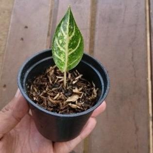 Diskon Tanaman Hias Bibit Aglonema White Legacy/ Aglonema Legacy Putih