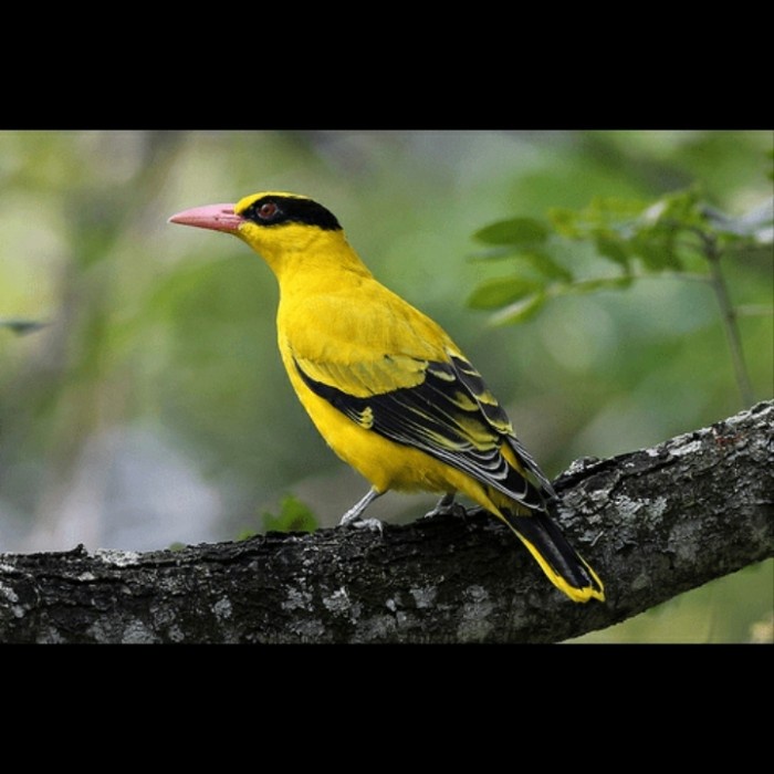 Terlaris Burung Kepodang Jawa