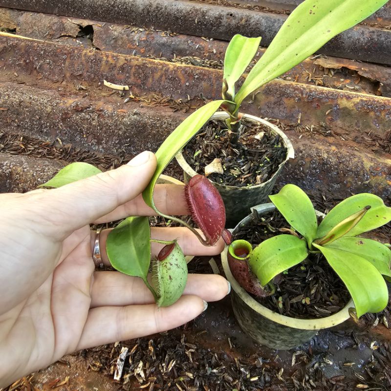 

Ampullaria paketan M size berkantong