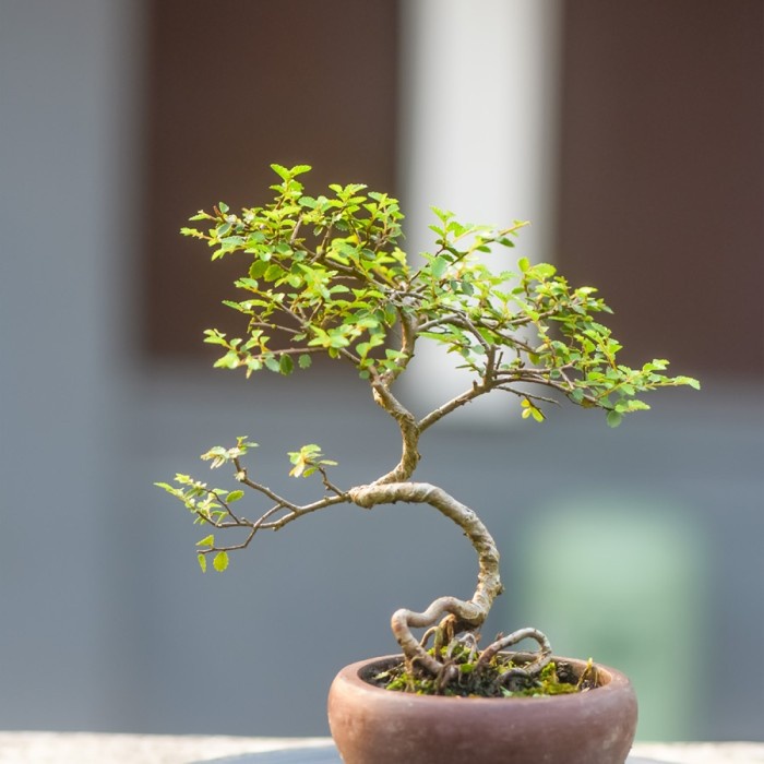 HOT SALE MAME BONSAI ULMUS MICRO GAYA FORMAL TERMURAH