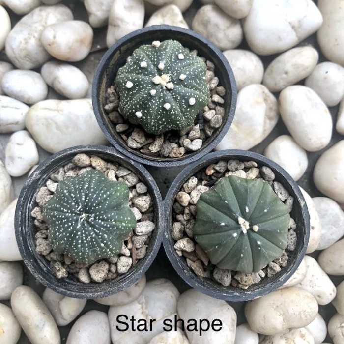 FLASH SALE KAKTUS ASTRO ASTERIA AIBO CACTUS ASTROPHYTUM ASTERIAS OIBO KAKTUS TERMURAH