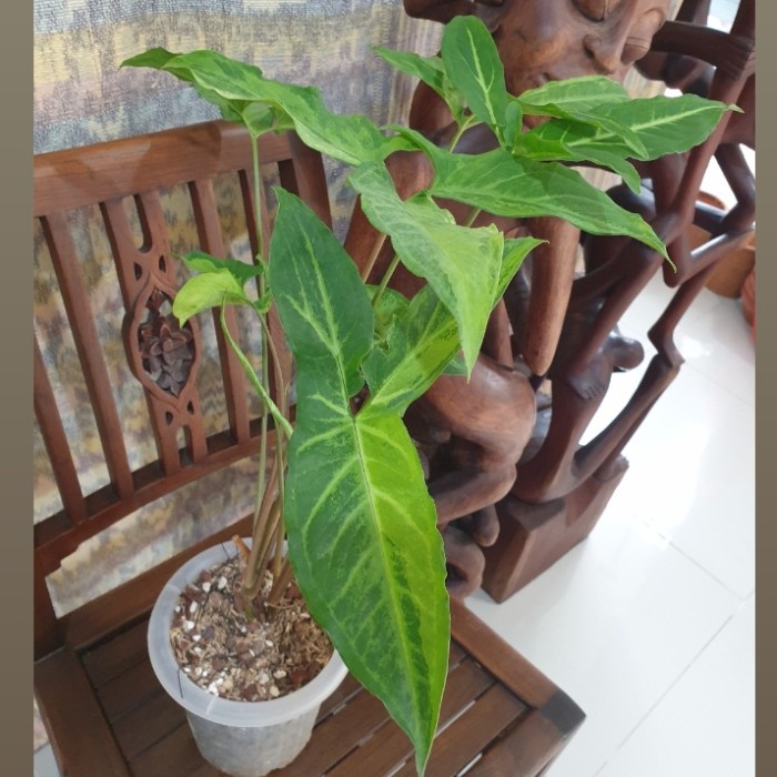 HOT SALE SYNGONIUM ANGUSTATUM VARIEGATA MENOR TINGGI TERBARU