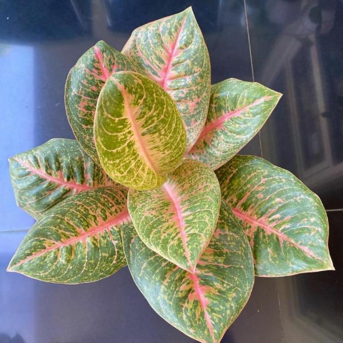 HOT SALE TANAMAN HIAS BUNGA AGLAONEMA MURAH AGLONEMA HARLEQUEEN TERLARIS