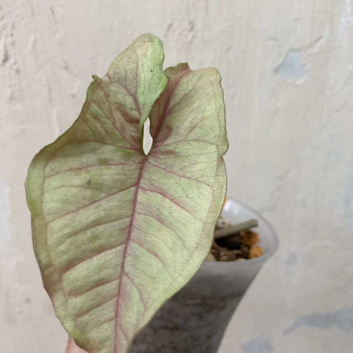 PROMO SYNGONIUM PINK CANDY EKONOMIS ORIGINAL TERMURAH