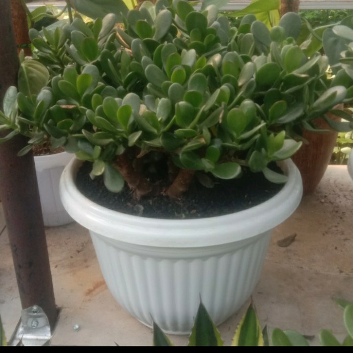 MUST HAVE TANAMAN HIAS JADE PLANT JUMBO TERBARU