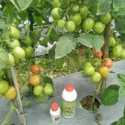 HOT SALE PAKET PERTANIAN TOMAT / BUDIDAYA TOMAT / PRODUK NASA / AGEN NASA RESMI TERBARU