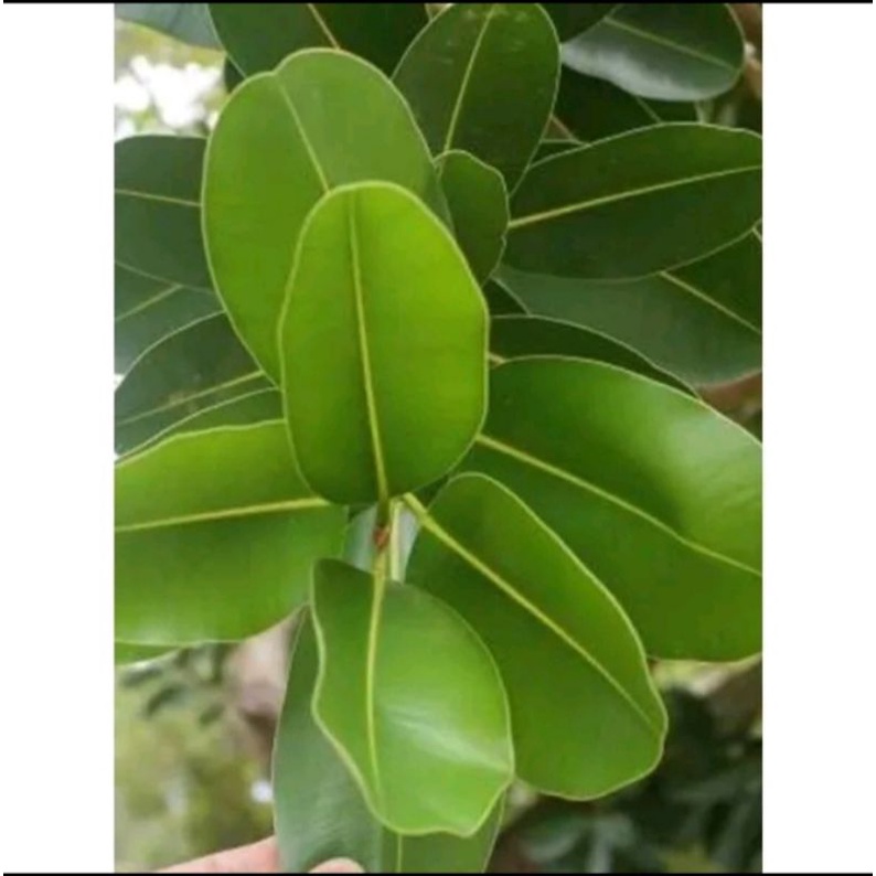 

Daun nyamplung segar 100g di ambil dadakan