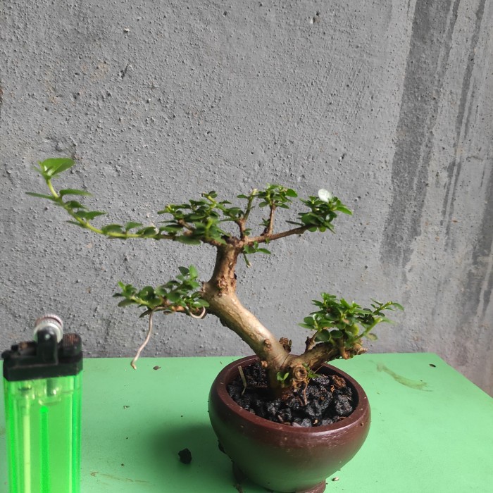 Best Seller Tanaman Hias Sancang - Bonsai Shito Sancang
