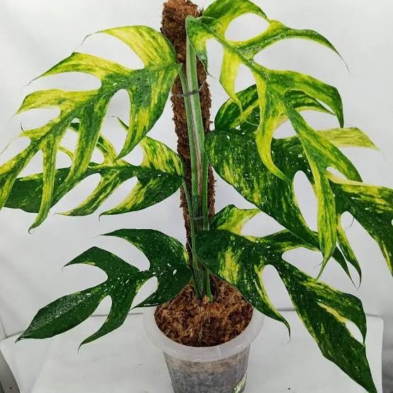 FLASH SALE!!! TANAMAN EPIPREMNUM KUJANG YELLOW TERBARU