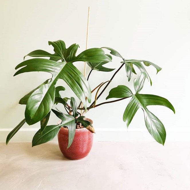 PROMO TANAMAN HIAS PHILODENDRON FLORIDA GREEN / INDOOR KOLEKSI / RIMBUN +POT TERBARU