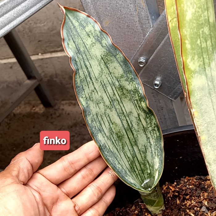 PROMO SANSEVIERIA SP. TANZANIA 'TIGER SCRATCH' TERLARIS