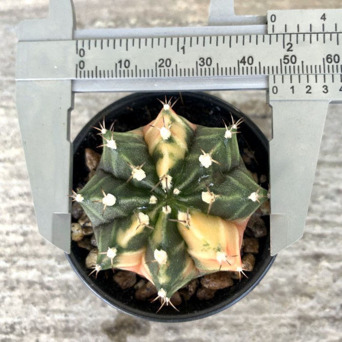 PROMO!!! KAKTUS GYMNOCALYCIUM MIHA HYBRID VARIGATA CACTUS GYMNO MIHANOVICII TERMURAH