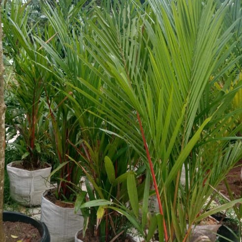 PROMO POHON PALEM MERAH 1 METER RUMPUNAN TERBARU