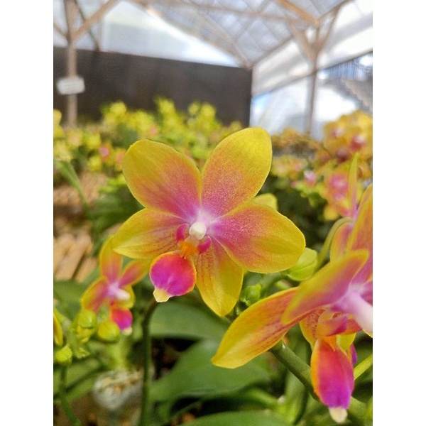 anggrek bulan premium novelti kuning gradasi merah merona phalaenopsis hybrid bunga mini angbul wang