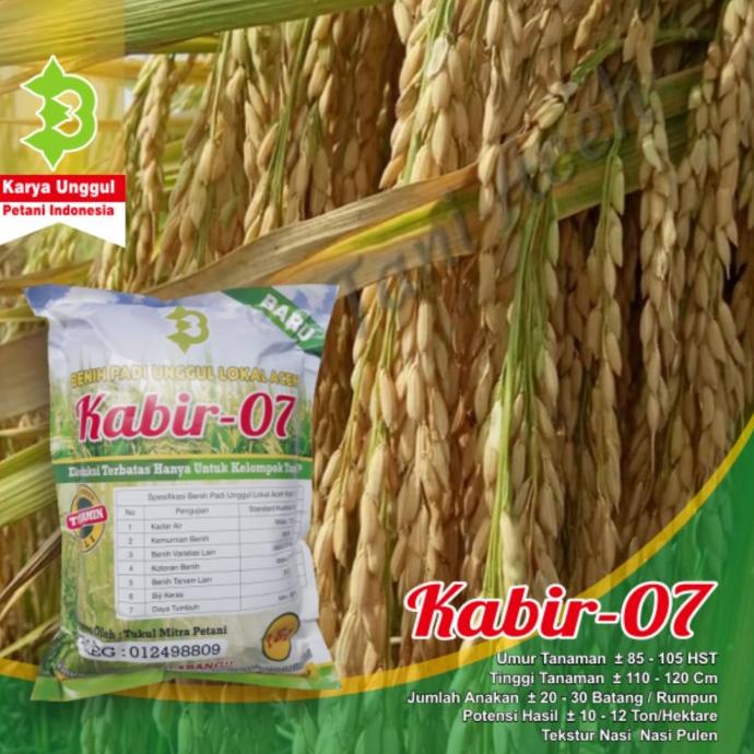 Terbaru Bibit Padi Unggul Kabir 07 Asli Nanggro Aceh