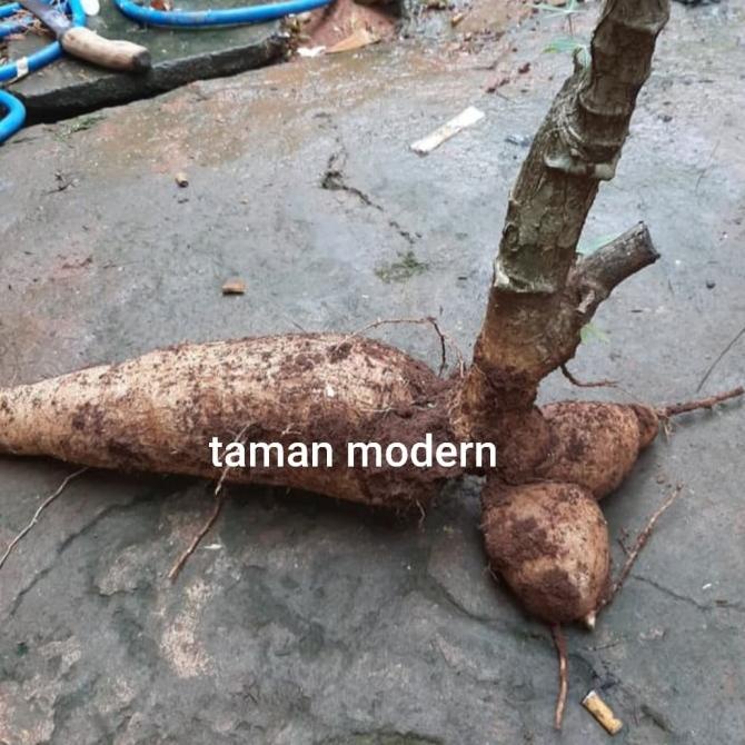 

Terbaru Singkong Ukuran 1 Kg-Buah Singkong ,Singkong Genderuwo,