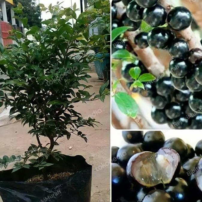Sale 8.8 Bibit Buah Anggur Pohon Brazil Preco Tinggi 50Cm Siap Berbuah