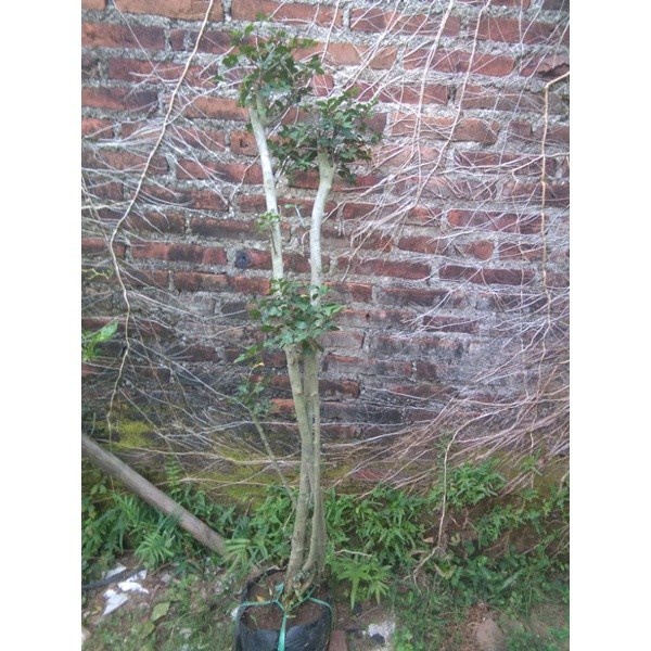 FLASH SALE IS BONSAI SERUT TAMAN SIAP PAJANG/SUDAH JADI TERMURAH