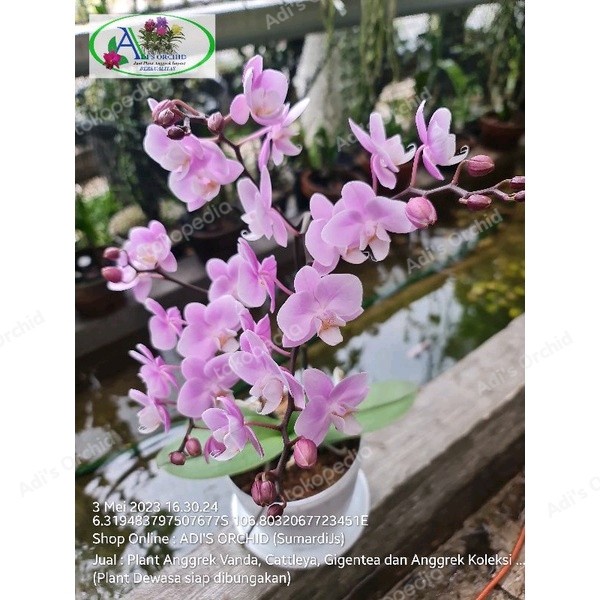 MUST HAVE ANGGREK BULAN MINI RANGKAIAN, SAKURA @1PLANT TERMURAH