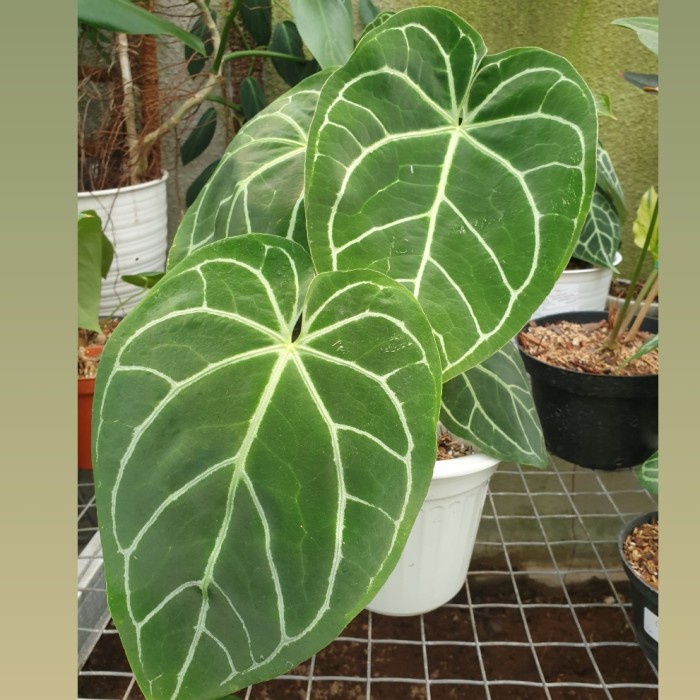 MUST HAVE ANTHURIUM CRYSTALLINUM SILVER HYBRID DARK FORM TERLARIS