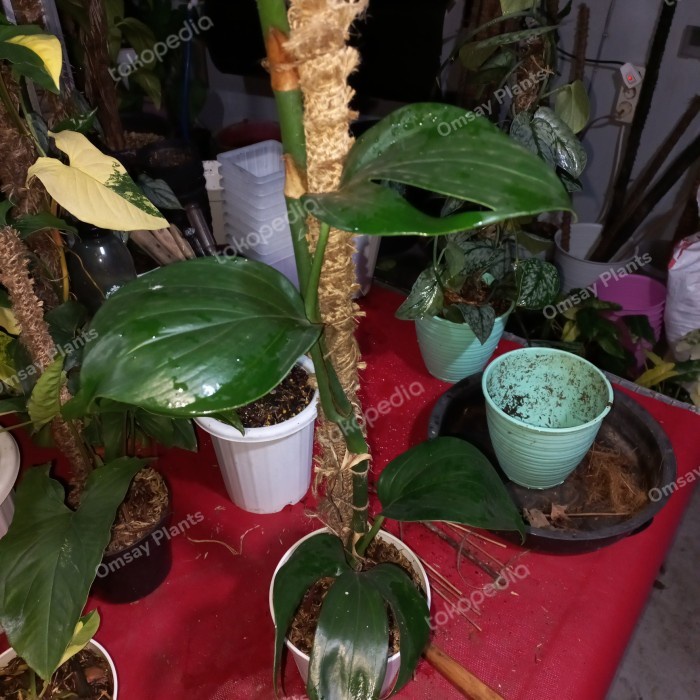 HOT SALE RHAPIDOPORA DECURSIVA EKONOMIS HRG DISKON TERBARU