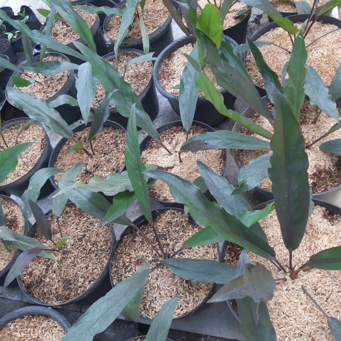 PROMO ANTHURIUM BLACK DRAGON ( REMAJA ) MINIM 6 DAUN TERMURAH