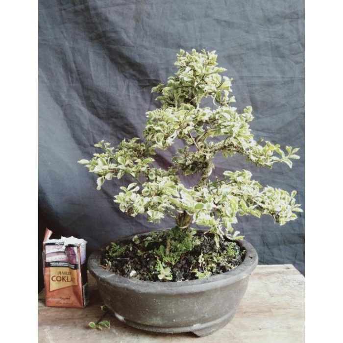 HOT SALE DISKON BONSAI JADI TEH2AN VARIGATA...TINGGAL DI PAJANG SAJA MURAH TERLARIS
