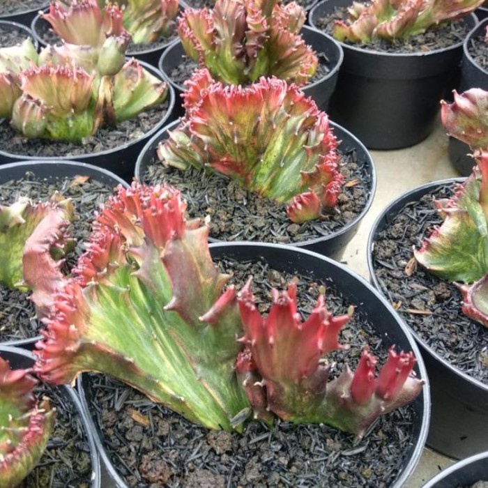 DISKON SPESIAL PROMO EUPHORBIA LACTEA RED MURAH TERBARU