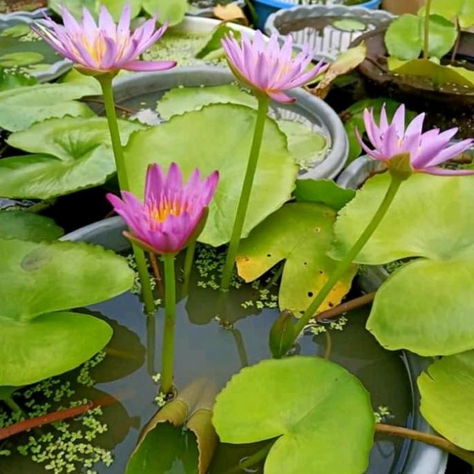 Ready Bibit Bunga Teratai Tanaman Air