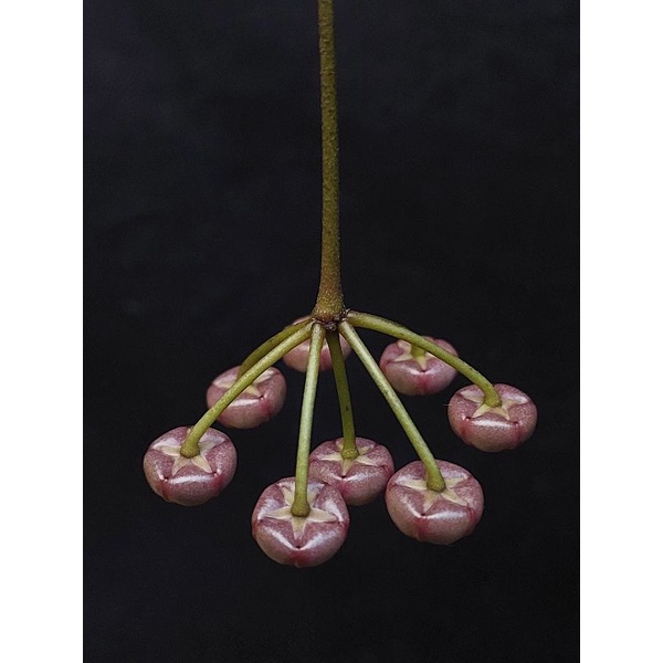 hoya sulawesiana