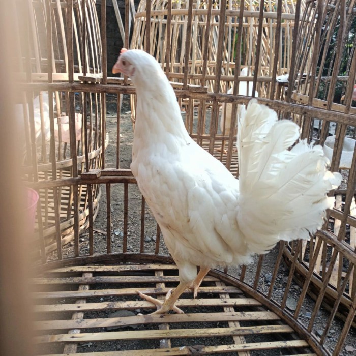 Terlaris Ayam White Leghorn Ayam Pure Line Leghorn