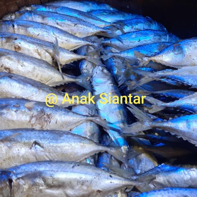 

ikan kembung rebus medan 500 gram