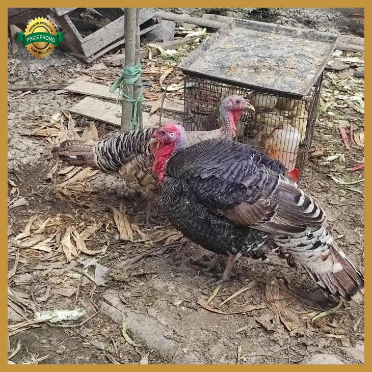 Ayam Kalkun Indukan dewasa sepasang atau 2 ekor jantan betina yenniarianti_