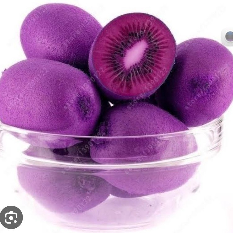 

TERMURAH Bibit Kiwi Import Ungu Manis Spy