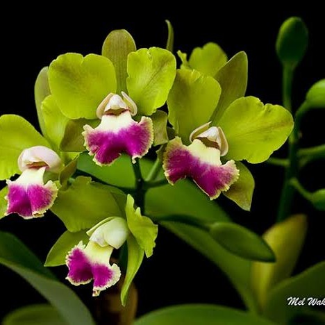 ANGGREK CATTLEYA BLC. CROWFIELD MENDEHAL ORIGINAL