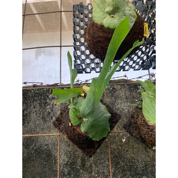 platycerium wandae papua