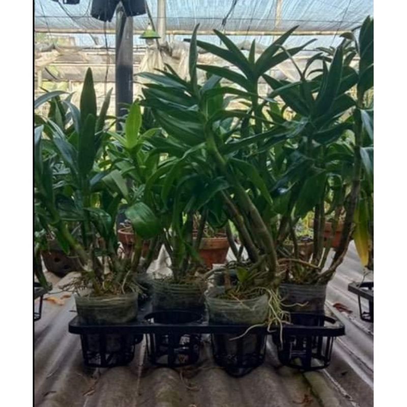 Anggrek Dewasa Rimbun